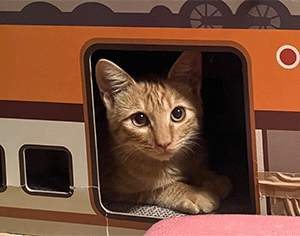 電車型の爪とぎに入る子猫,チャロくん